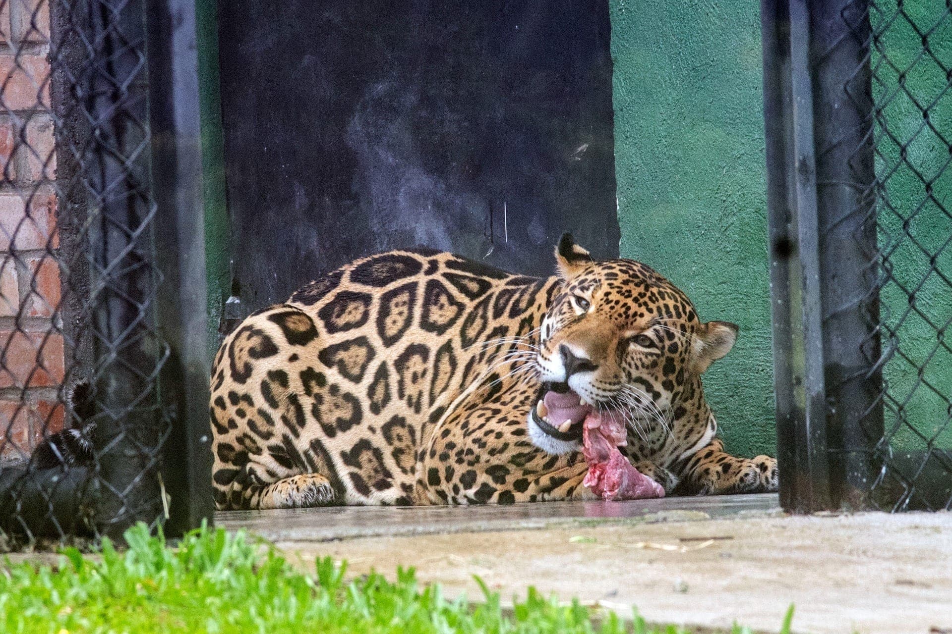 Zoológico de Curitiba funciona normalmente no fim de ano, das 10h às 16h, com fechamento às segundas-feiras para manutenção.