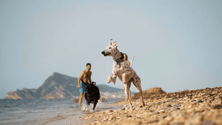 Pets na praia