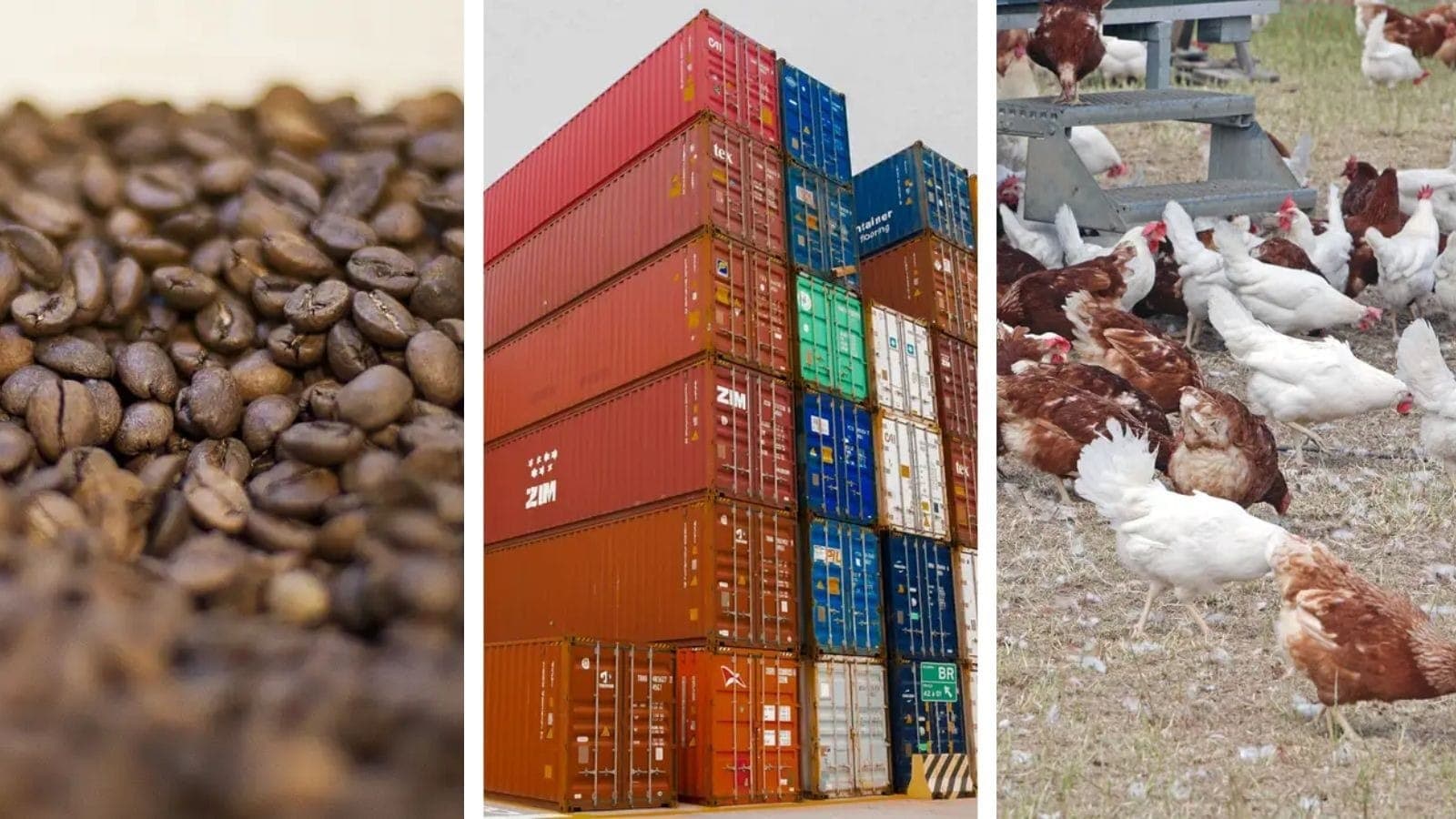 Retrospectiva do Agro de 2025 teve muitos temas como café, exportações e a gripe aviária