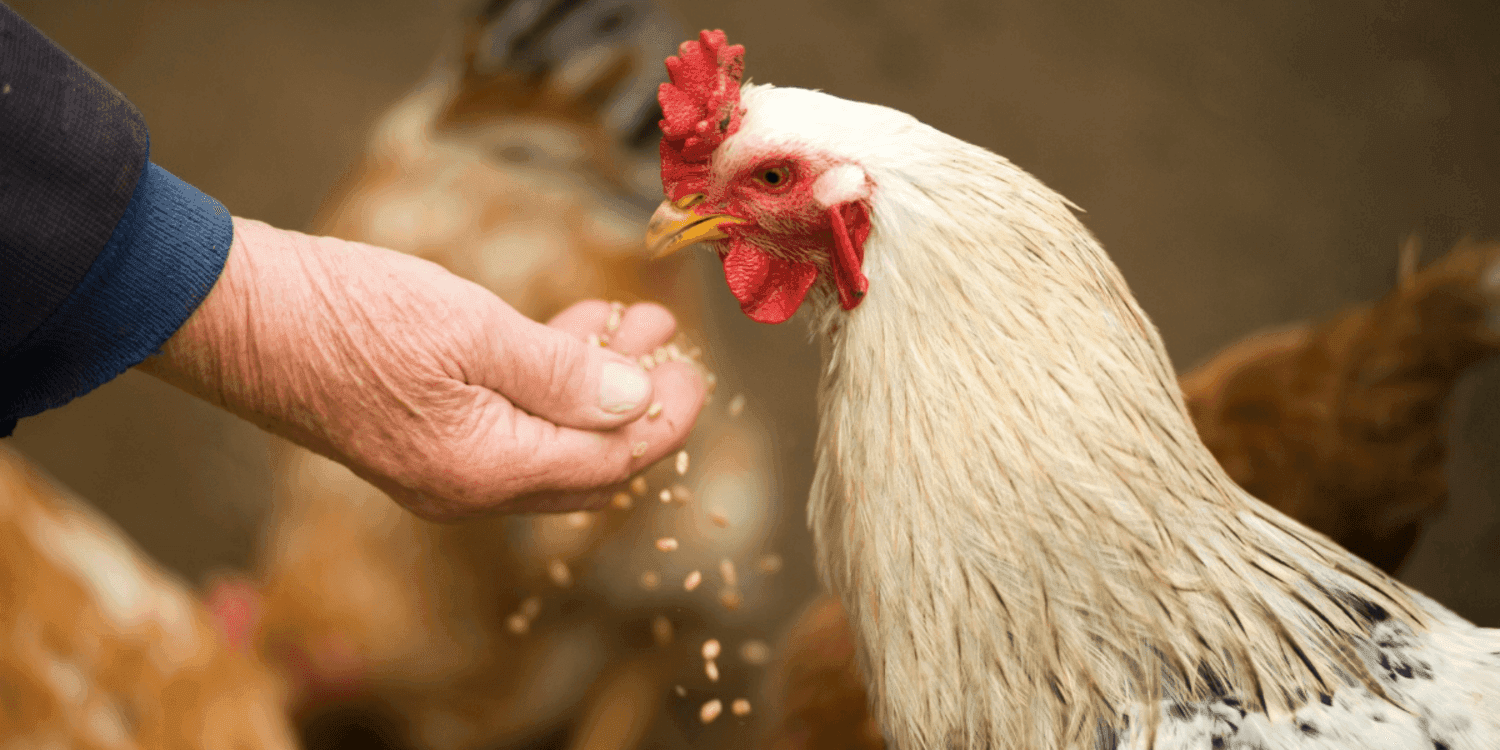 Aves são extremamente suscetíveis ao calor forte