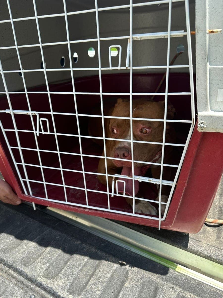 Pitbull é resgatado após ficar amarrado sob calor intenso em Ilhabela