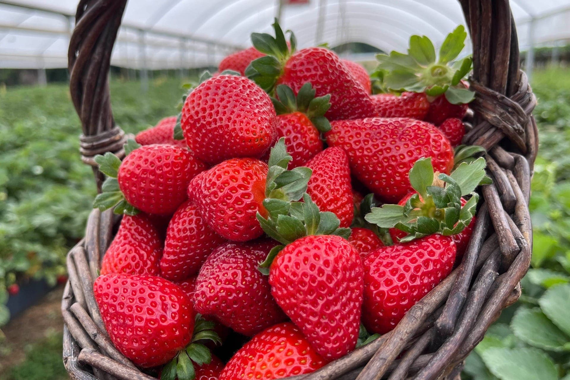 A iniciativa é uma parceria com os produtores de morango da Região Metropolitana de Curitiba (RMC), envolvendo inicialmente os municípios de São José dos Pinhais, Araucária, Colombo, Tijucas do Sul e Agudos do Sul, com previsão de expansão para outras regiões.