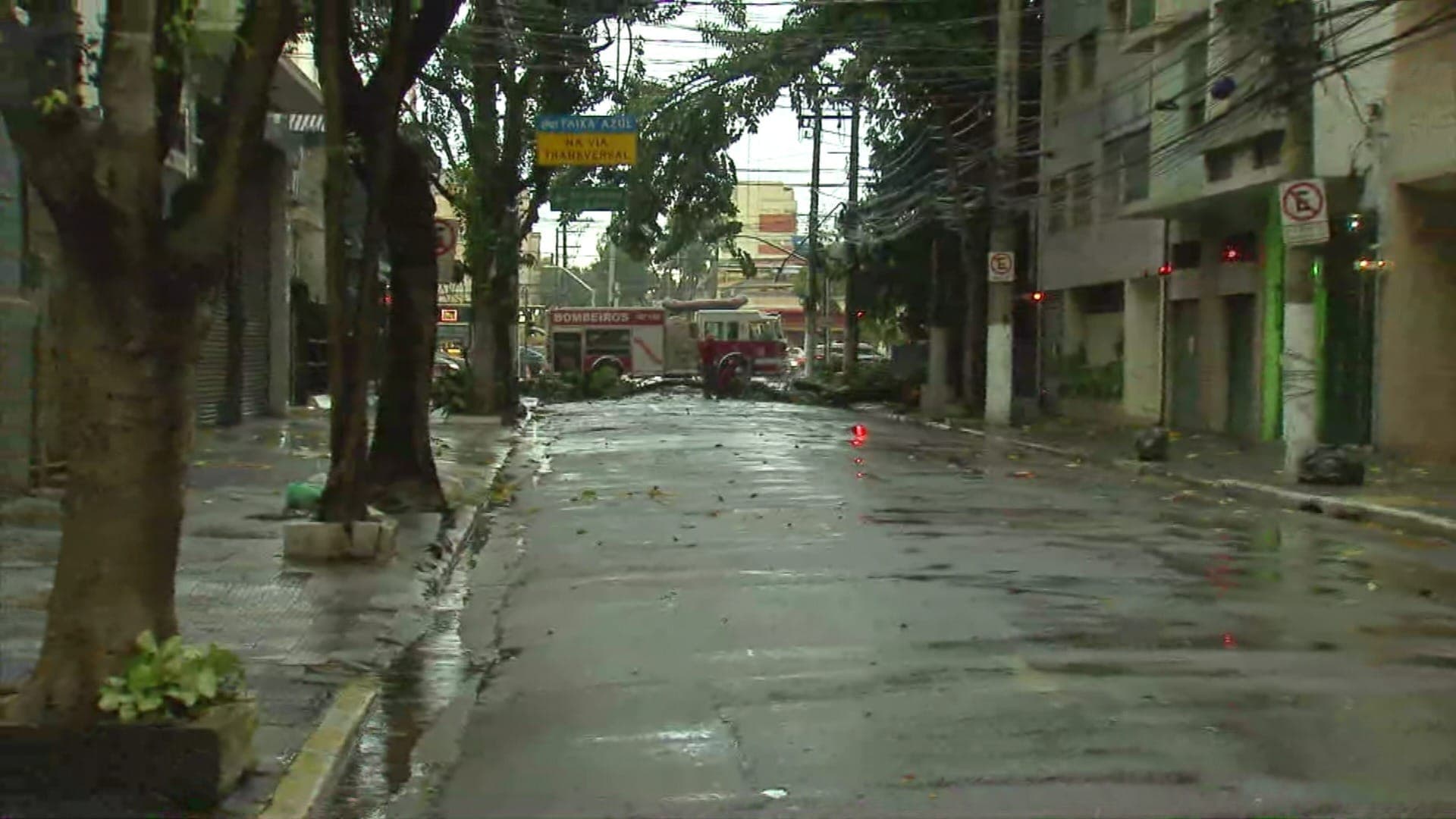 Árvores caídas com a chuva em SP; nova lei permite poda por cidadãos