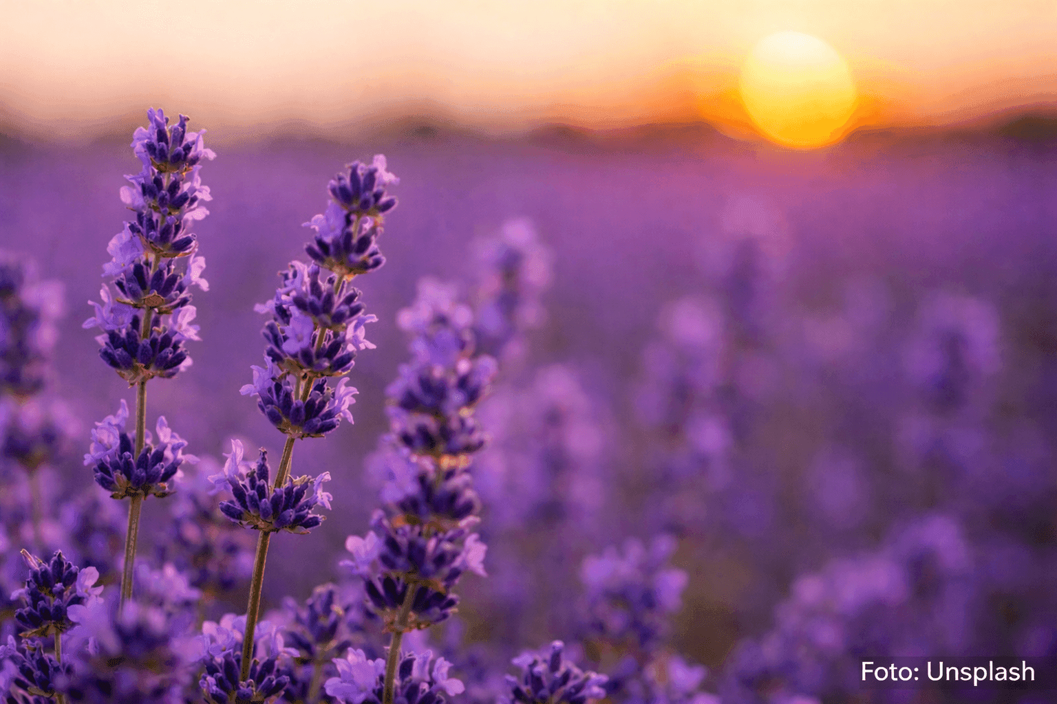 Banho de lavanda ajuda a renovar as energias no Ano Novo: veja como fazer