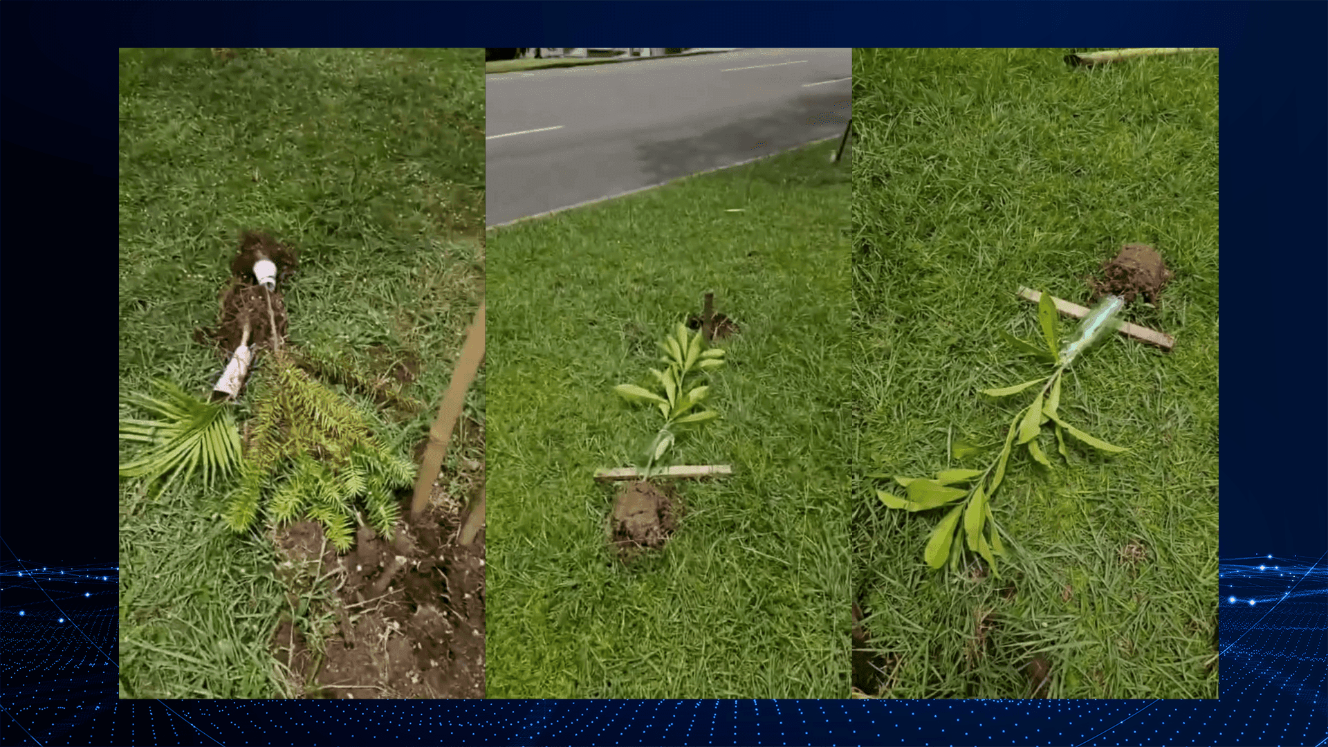 Atos de vandalismo destruíram mudas nativas no canteiro central da Avenida Nossa Senhora da Luz, em Curitiba. A vereadora Laís Leão (PDT) registrou ocorrência e solicitou vistoria ambiental e apuração dos fatos.