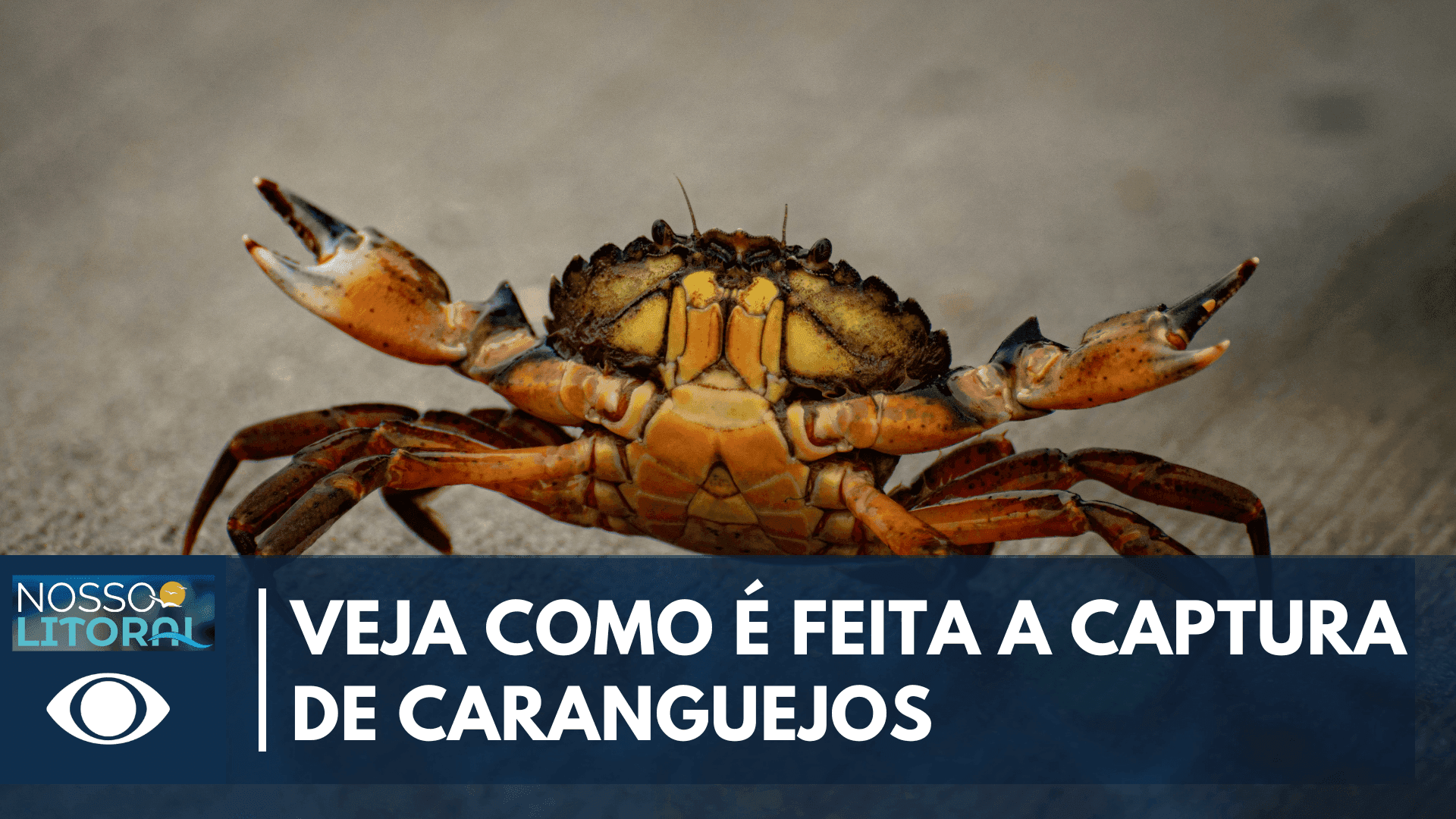 Captura de caranguejo no Paraná segue regras para proteger o manguezal