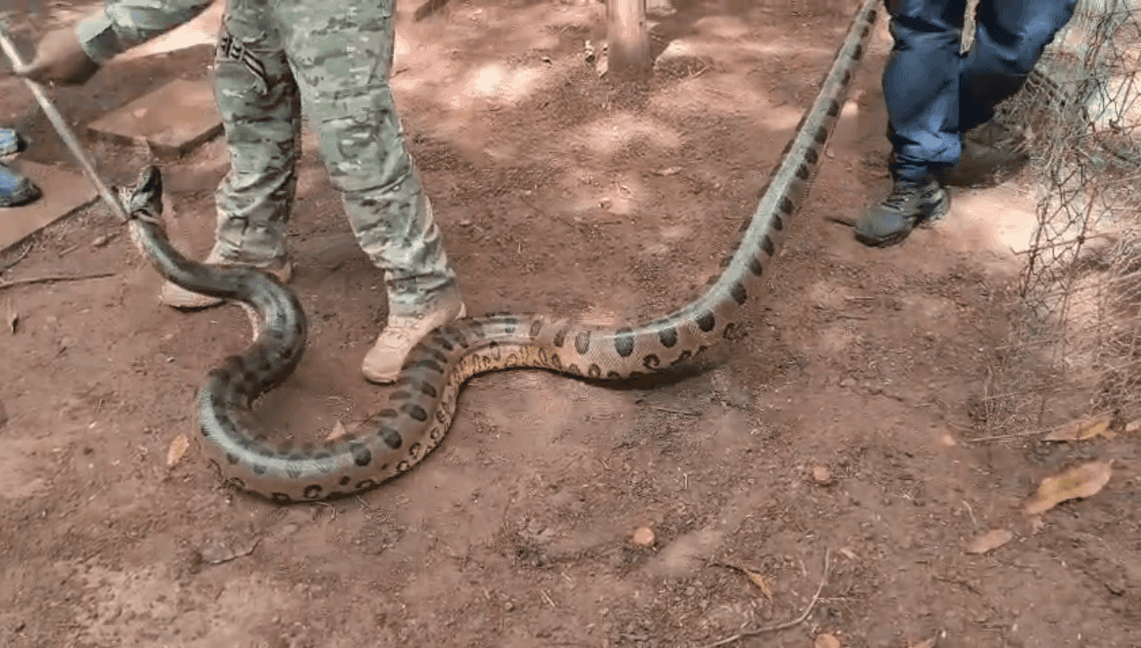 Cobra foi resgatada pelo Pelotão Ambiental da GCM