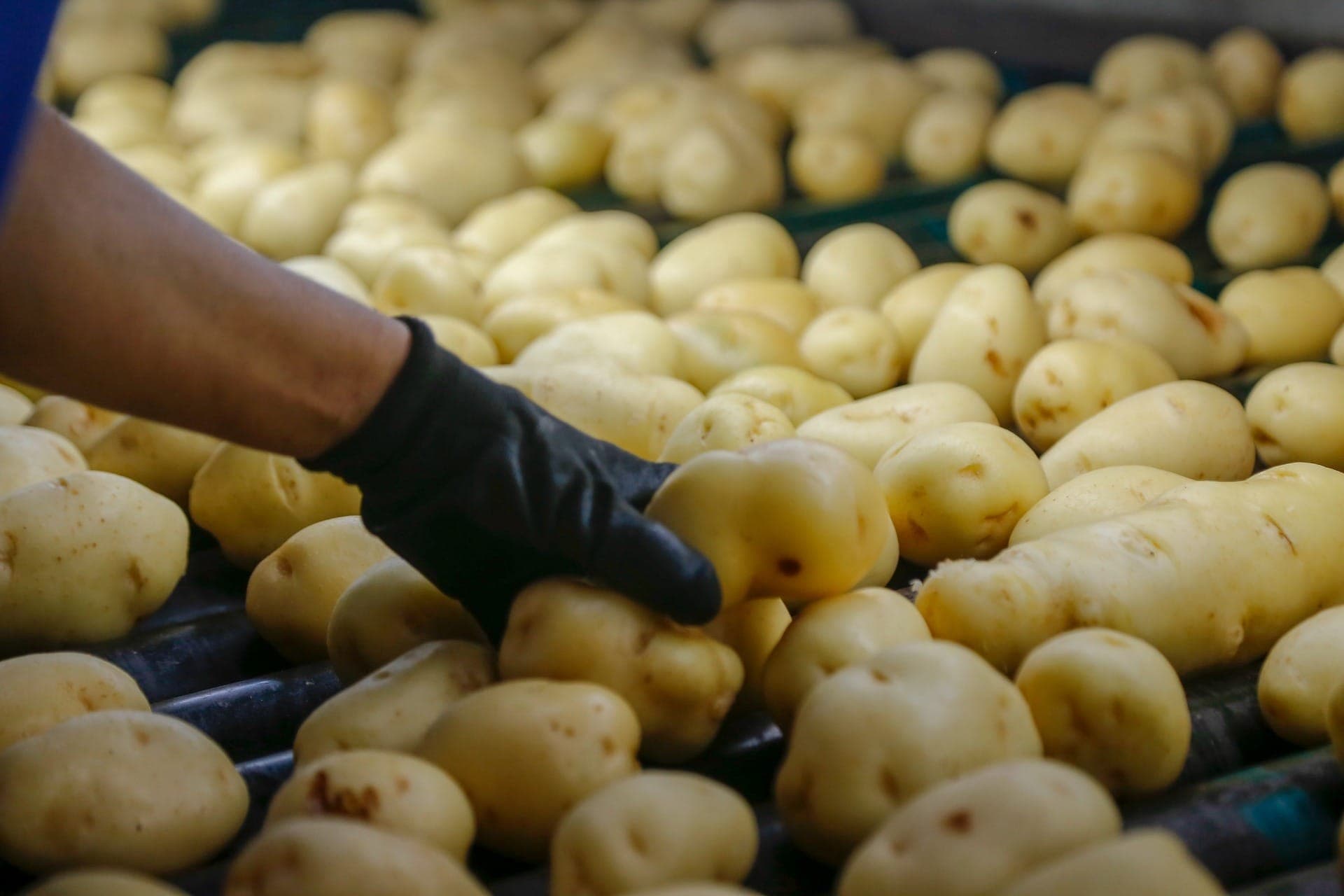Palmas se consolida como principal produtor de sementes de soja e batata do Paraná