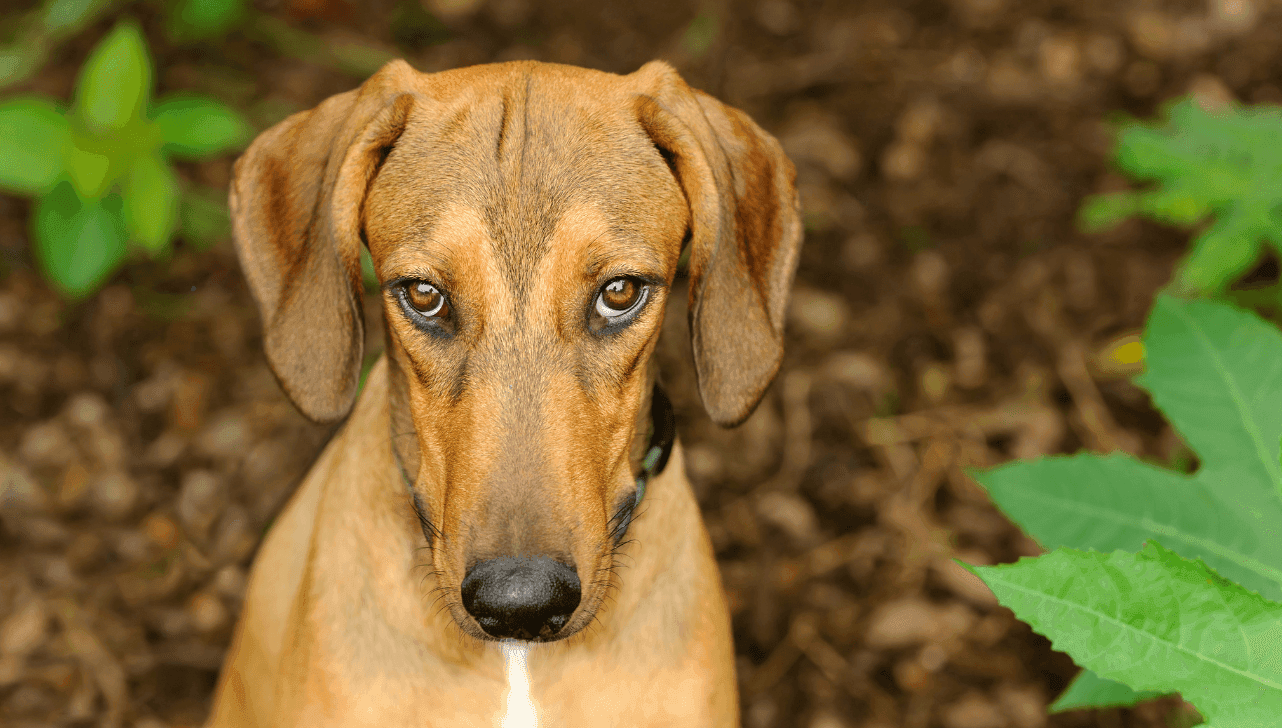 A saúde mental dos animais de cães e gatos são ligados ao ritmo de vida dos responsáveis e à falta de estímulos diários