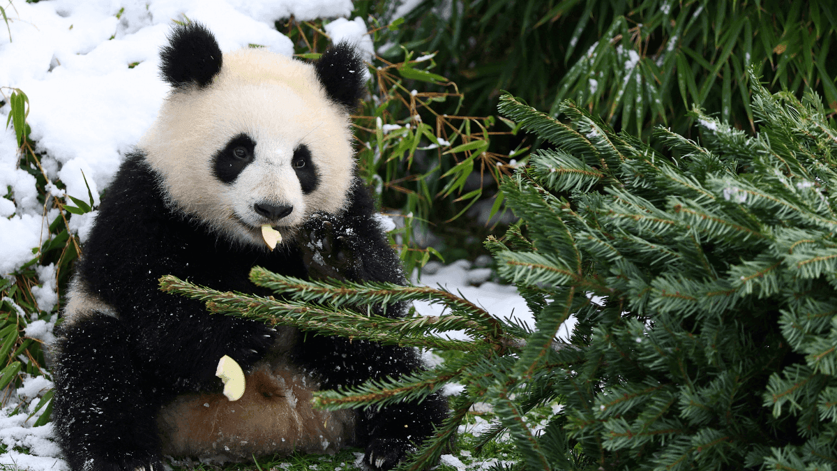 Panda gigante recebe árvore de Natal que não foi vendida em zoo de Berlim