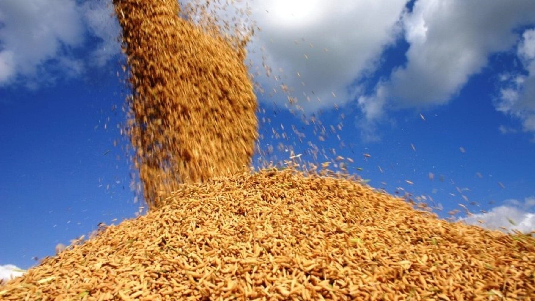 Venezuela é líder em importação de arroz em casca do Brasil