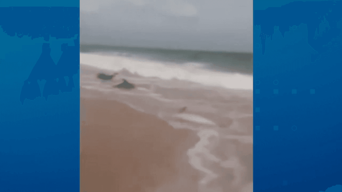 Vídeo: grupo de golfinhos encalha em praia de Natal (RN)