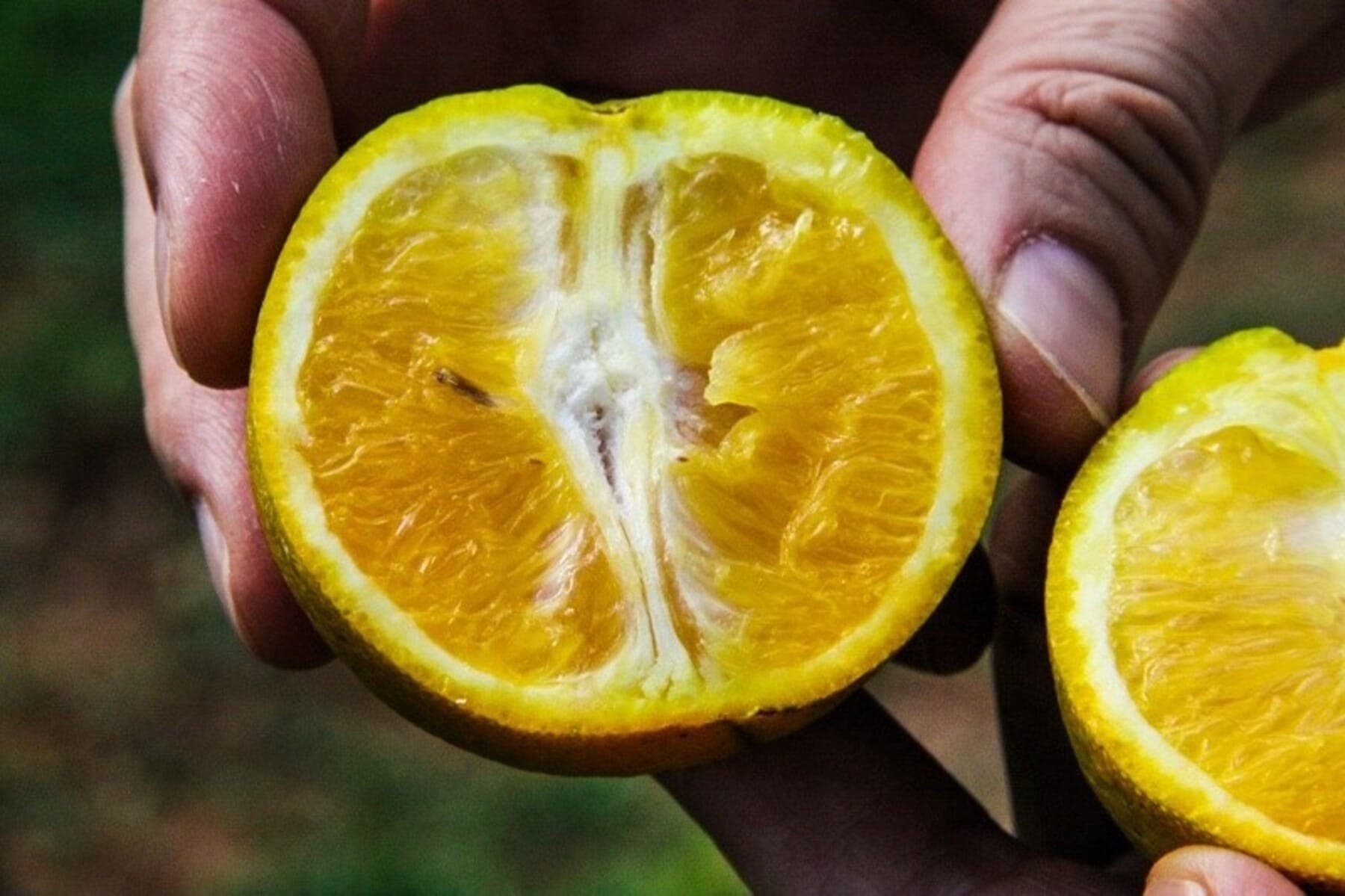 Laranja contaminada por Greening