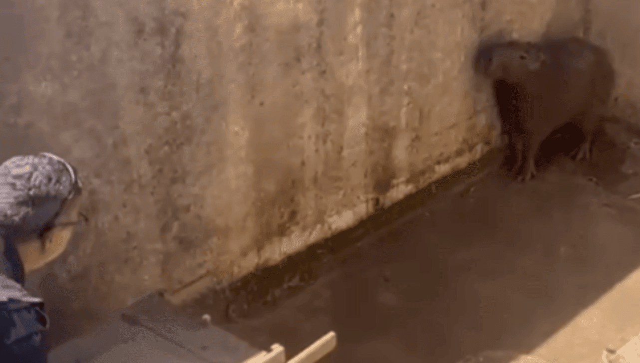 Capivara é localizada e resgatada em aeroporto de Americana