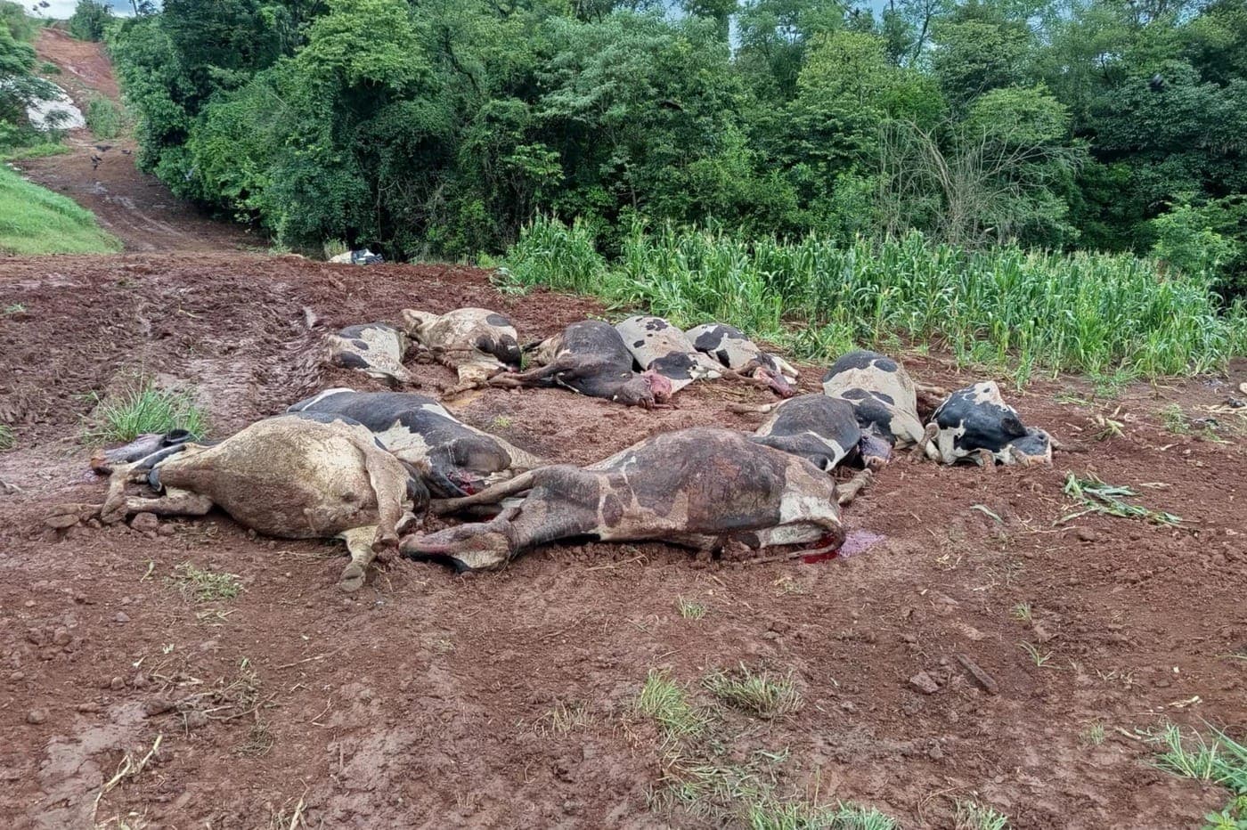 48 vacas morrem em menos de 1 hora em uma propriedade no sul