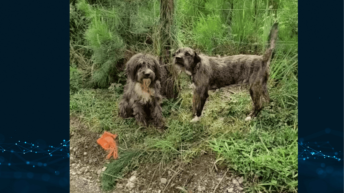Cães são abandonados amarrados em cerca em São José dos Pinhais