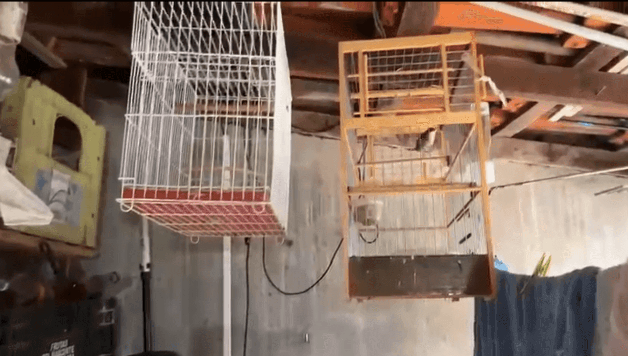 Investigação aponta que o investigado estaria falsificando anilhas e instalando em aves adquiridas ilicitamente
