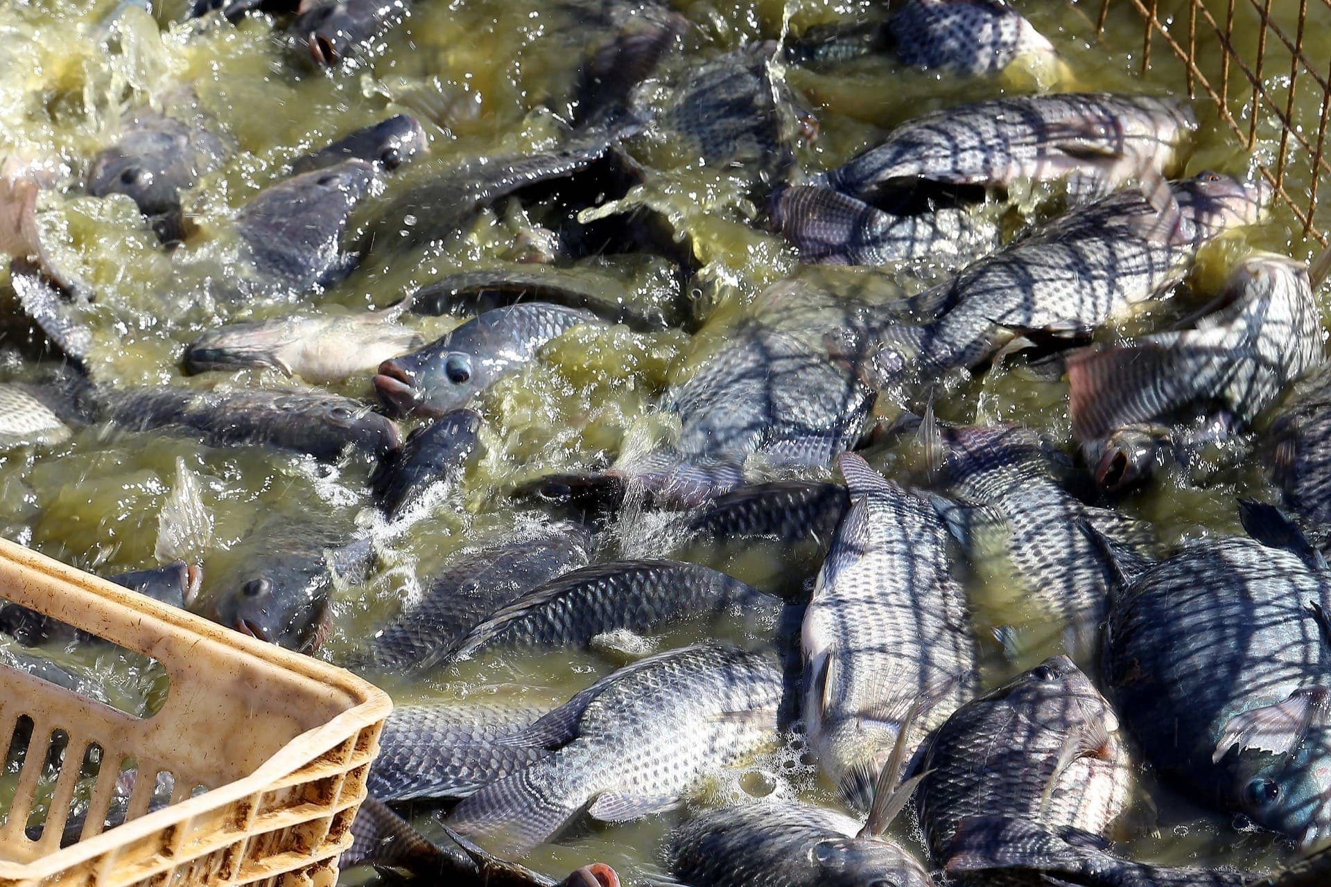 Paraná lidera produção nacional de pescados cultivados e produtores são orientados a reforçar manejo dos tanques durante altas temperaturas.