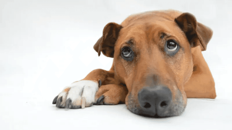 Como Reconhecer Sinais de Depressão em Cães e Gatos e o que Fazer!