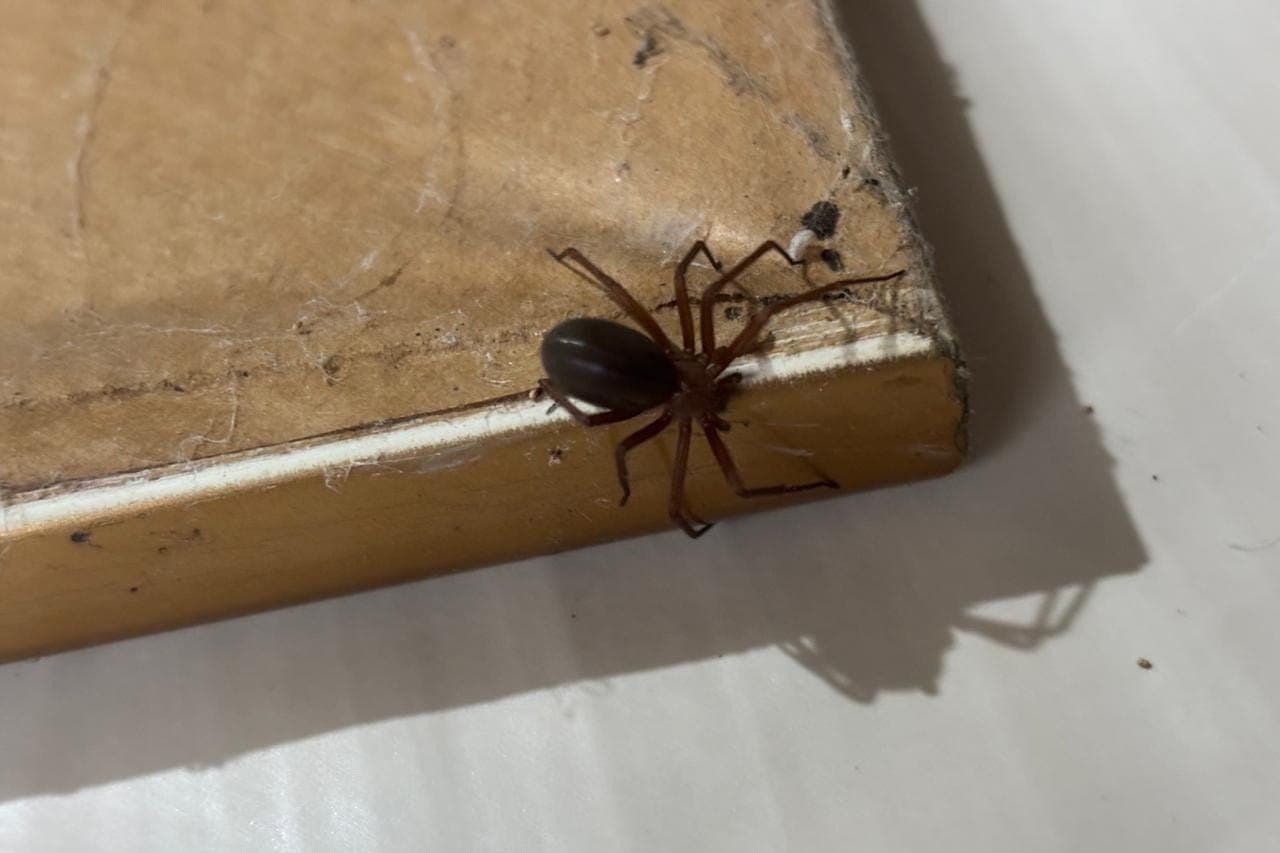Calor e férias aumentam risco de picadas de aranhas no Paraná, alerta Saúde