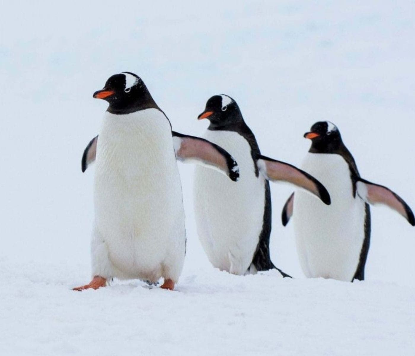 Pinguins-papua, espécie que apresentou maior antecipação no ciclo reprodutivo