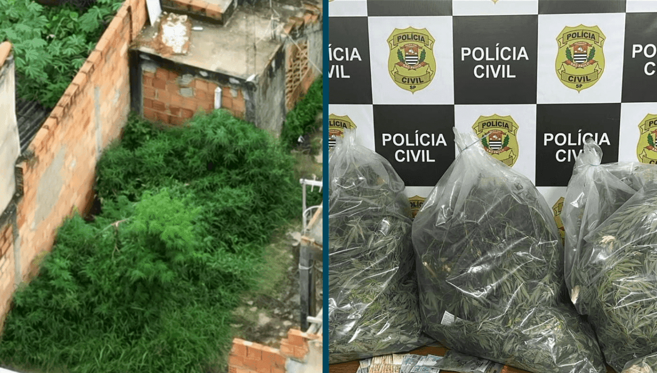 Plantação de maconha é encontrada dentro de uma casa