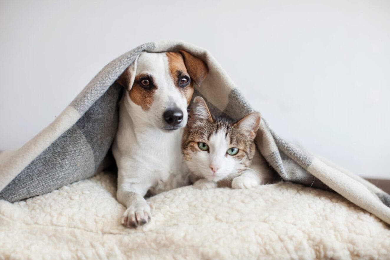 Cães e gatos podem ser acometidos pela doença popularmente chamada de 'verme do coração'