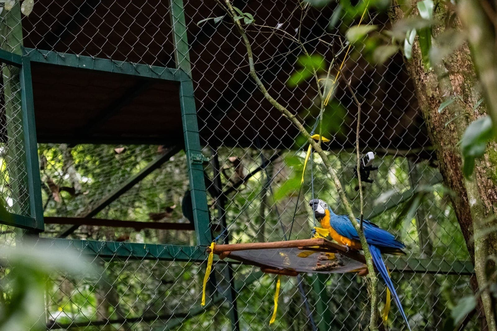 Uma quarta arara, chamada Selton, ainda não foi solta e segue em observação por estar em período de troca de penas