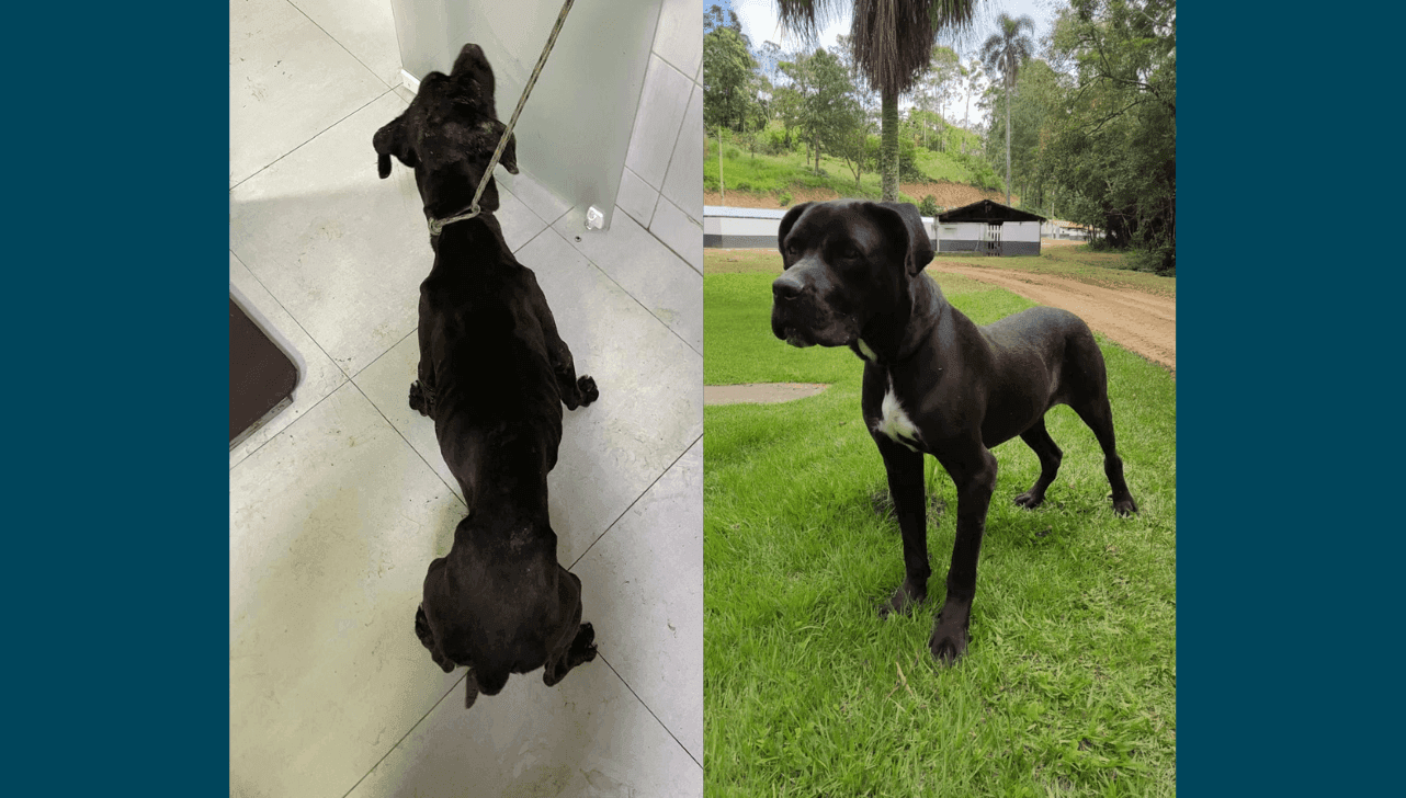 Negão no dia do resgate (à esquerda) e Negão atualmente (à direita)