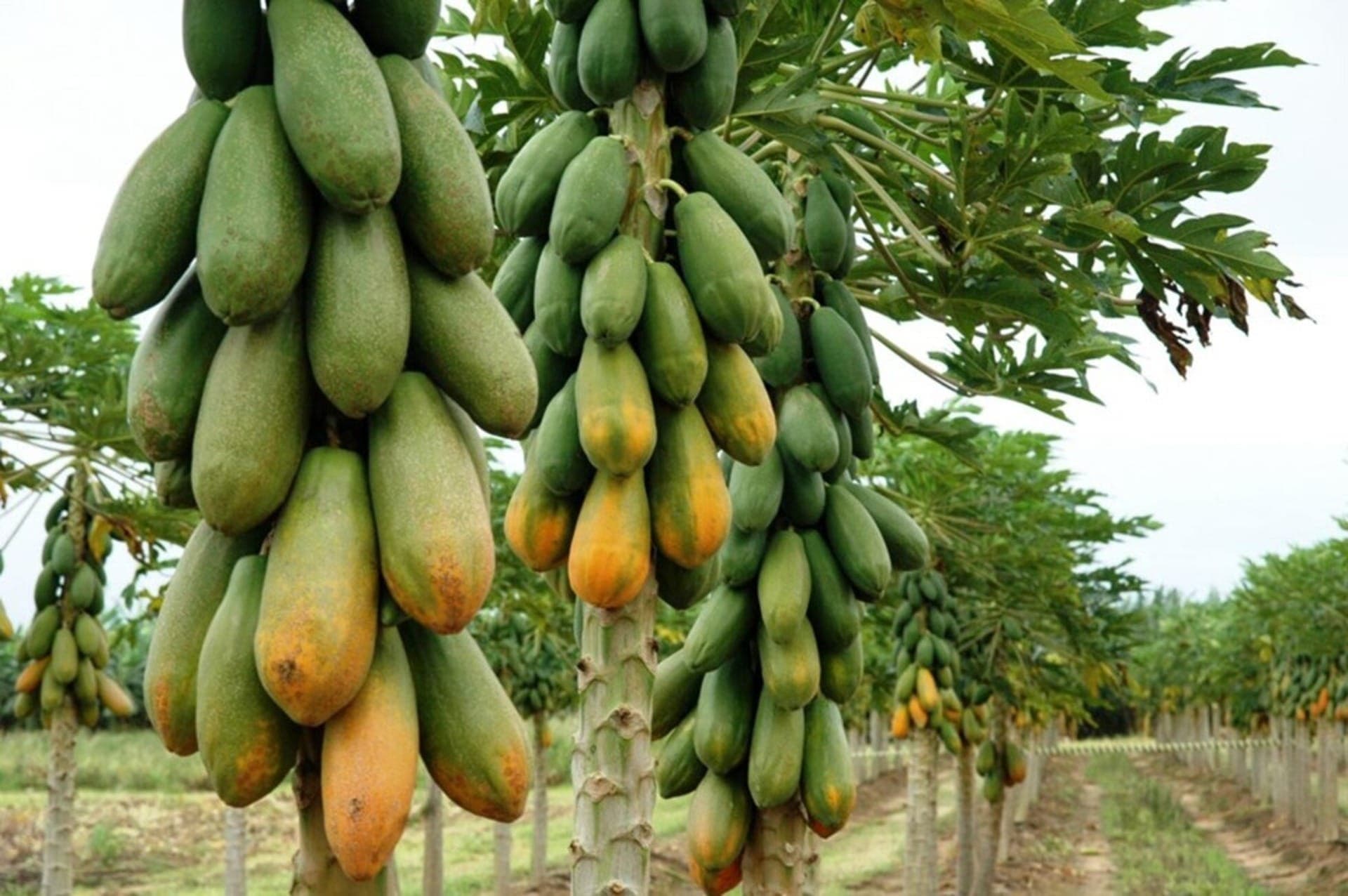 Preço do mamão despenca nas principais regiões produtoras