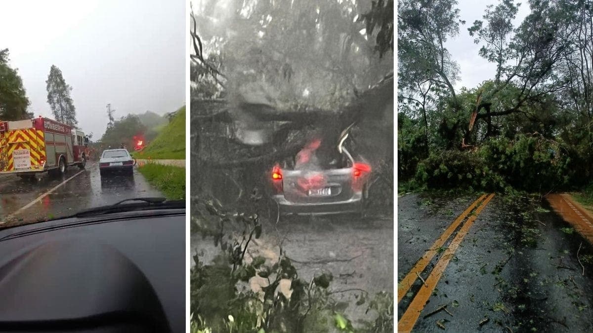 Carro é atingido por árvore após temporal na Rodovia Monteiro Lobato