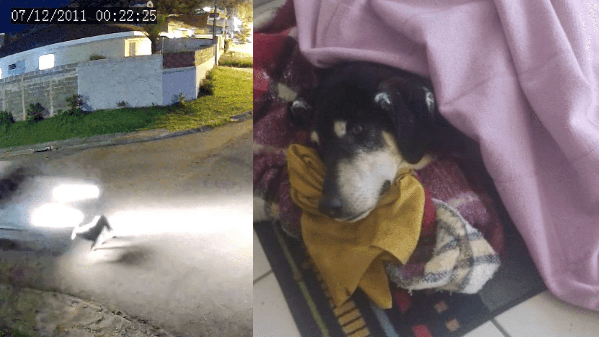Cão comunitário idoso é atropelado e motorista foge sem prestar socorro em Almirante Tamandaré