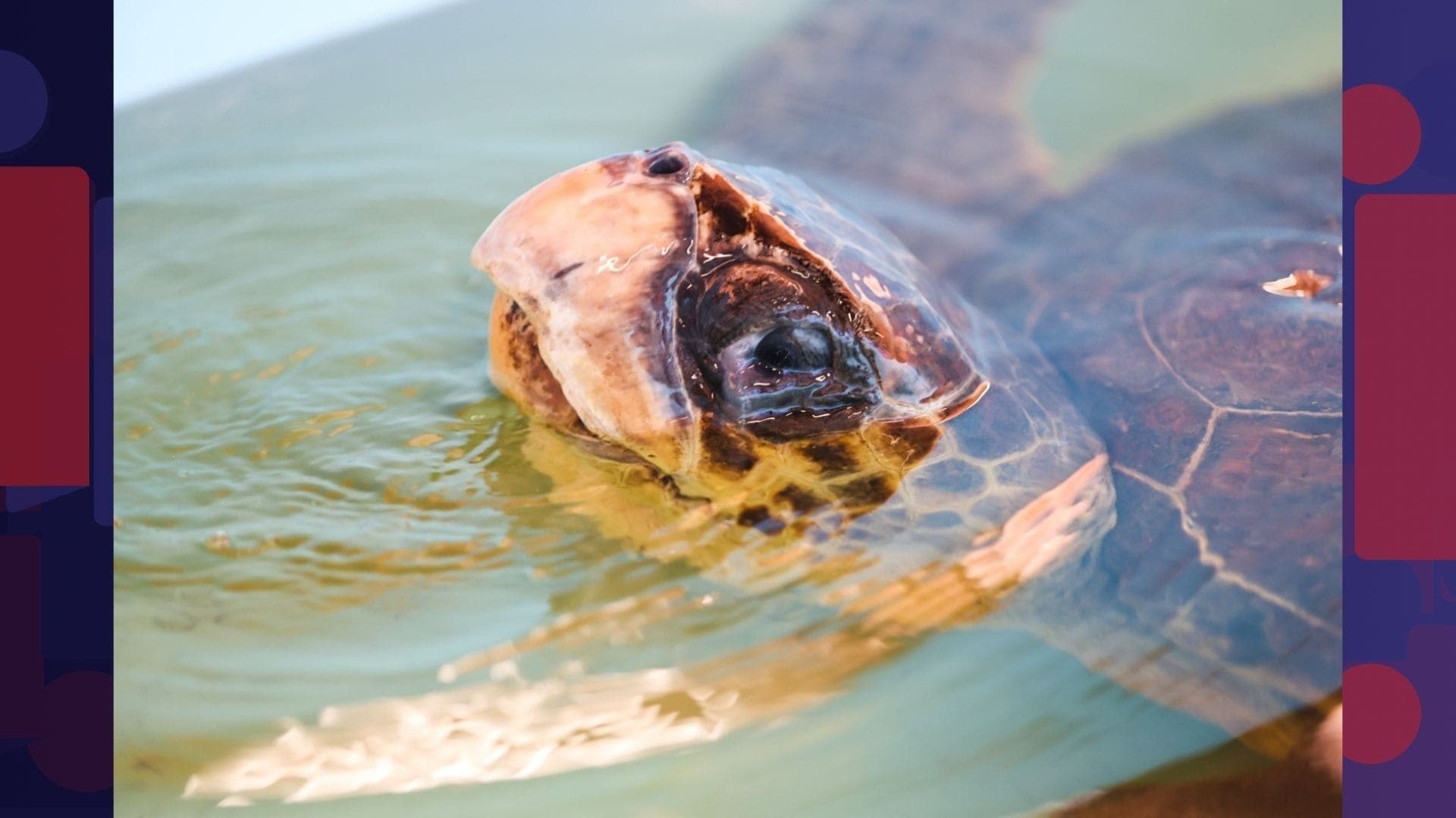 O animal foi resgatado em setembro de 2025, após ser encontrado flutuando no mar do Açu