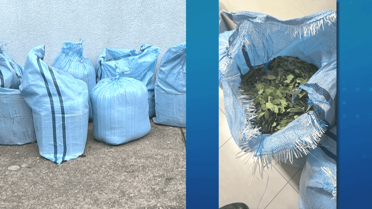Polícia apreende cerca de 250kg de folha de coca no centro de SP