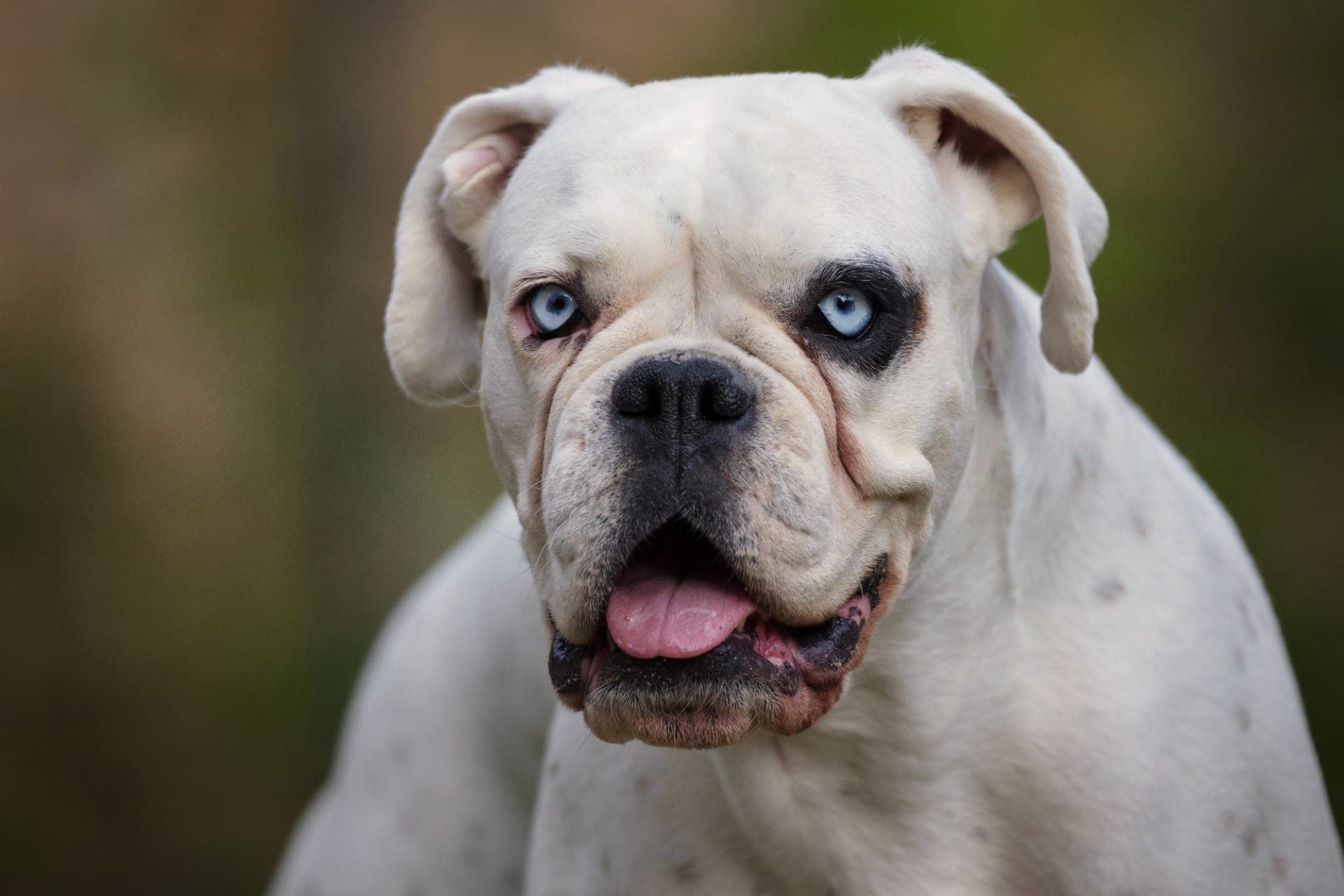 Cães da raça American Bully eram mantidos em subsolo na zona leste