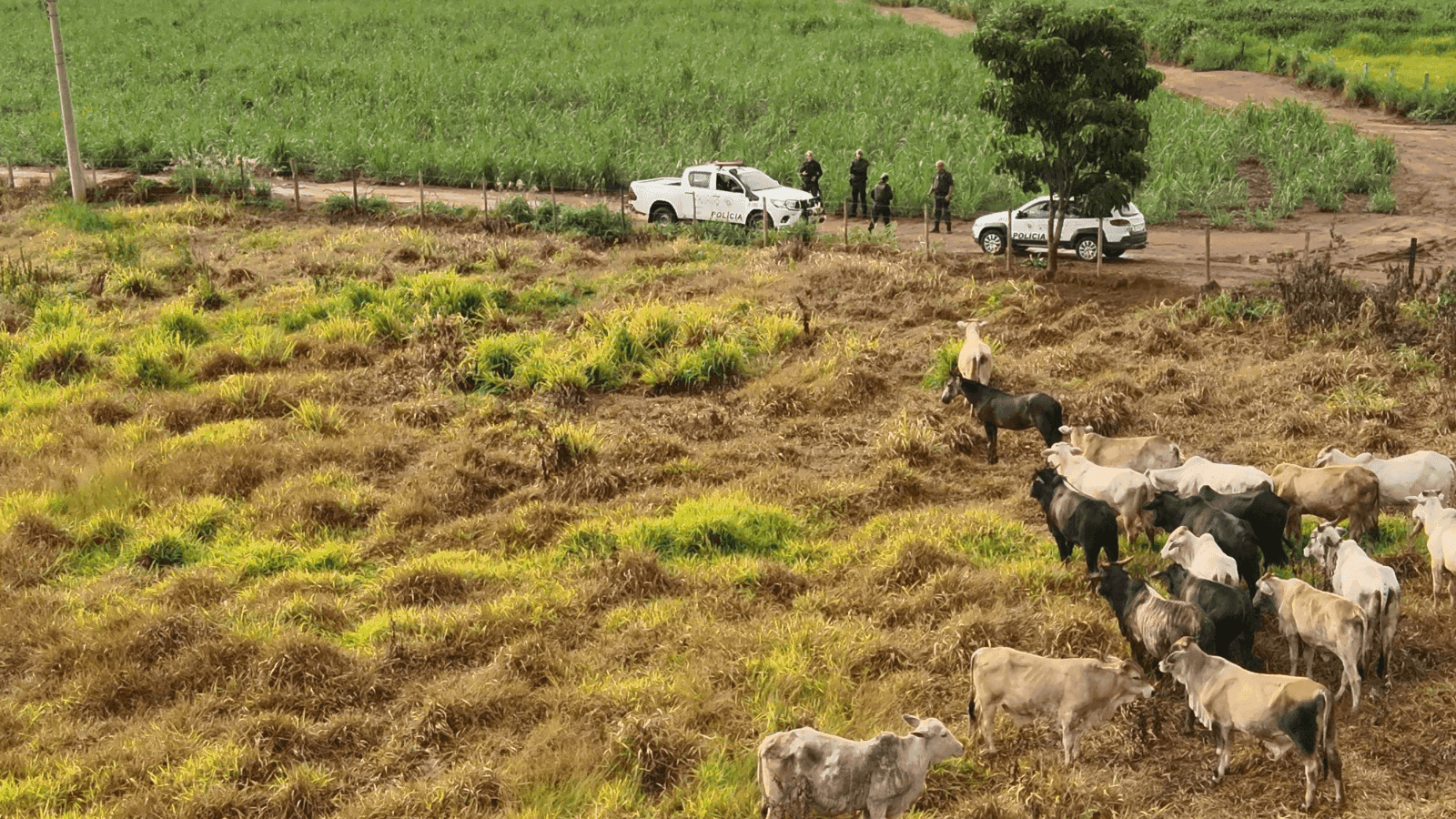 Parte dos animais estava em uma propriedade em Cedral