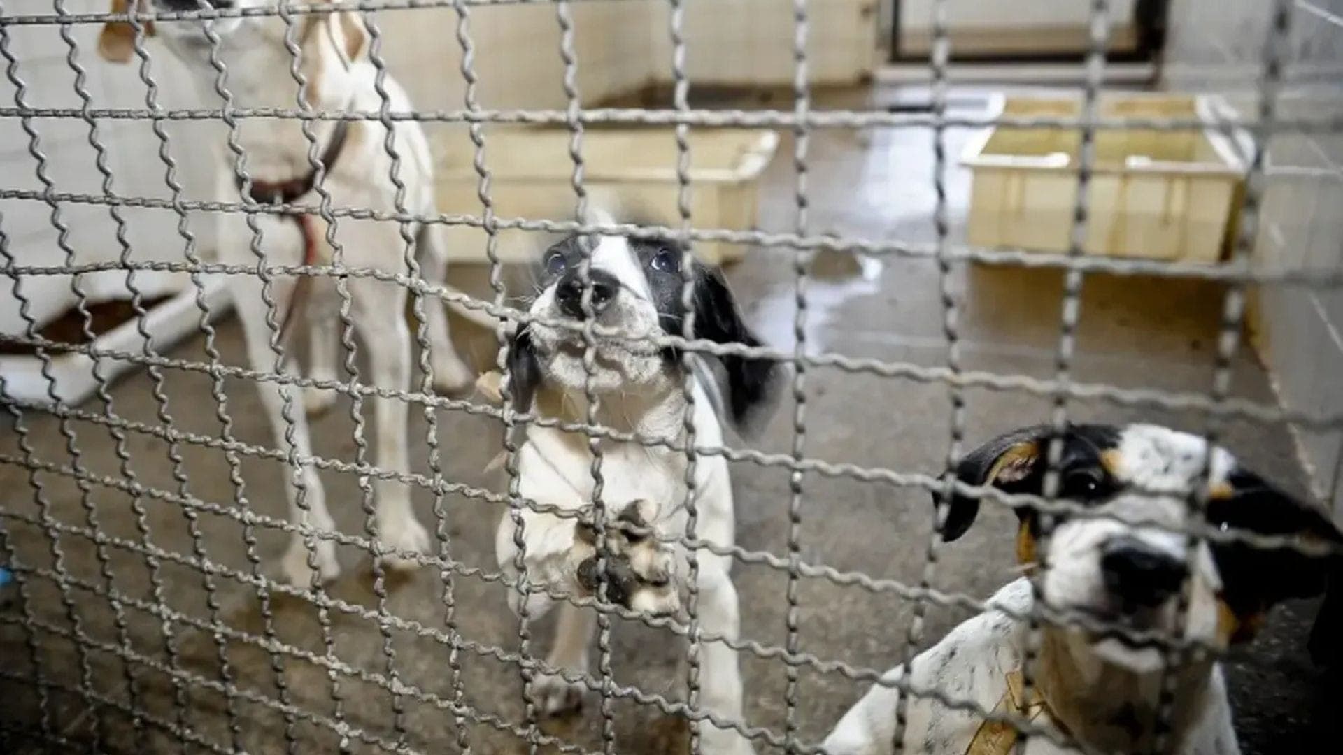 O Ministério Público do Rio de Janeiro criou o Núcleo de Proteção e Defesa dos Animais