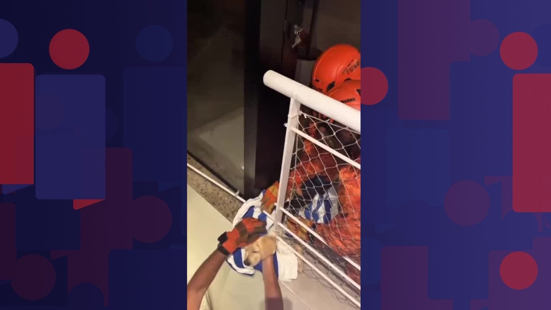 Um cachorro foi resgatado pelo Corpo de Bombeiros após ficar com a cabeça presa na grade