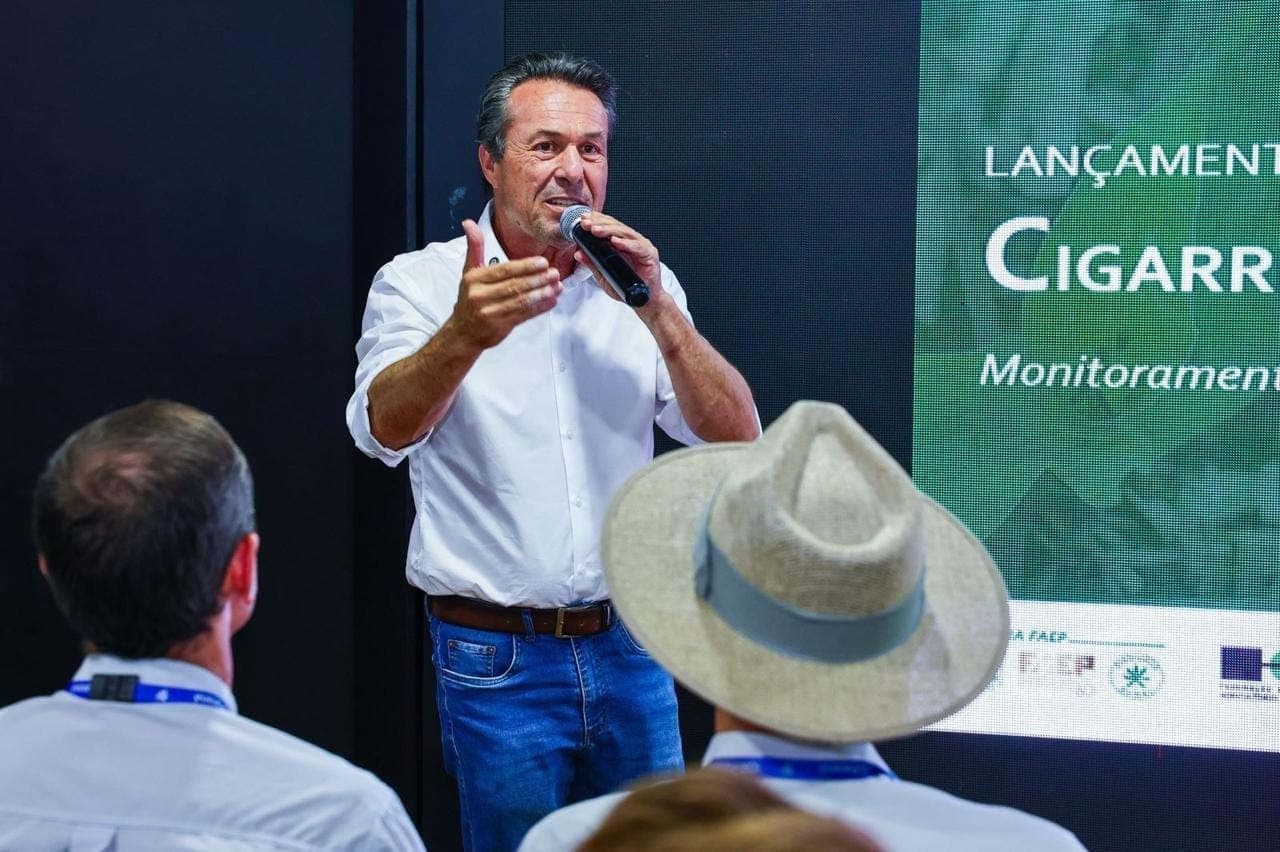 Lançada no Show Rural, plataforma monitora cigarrinha-do-milho nas lavouras do Paraná