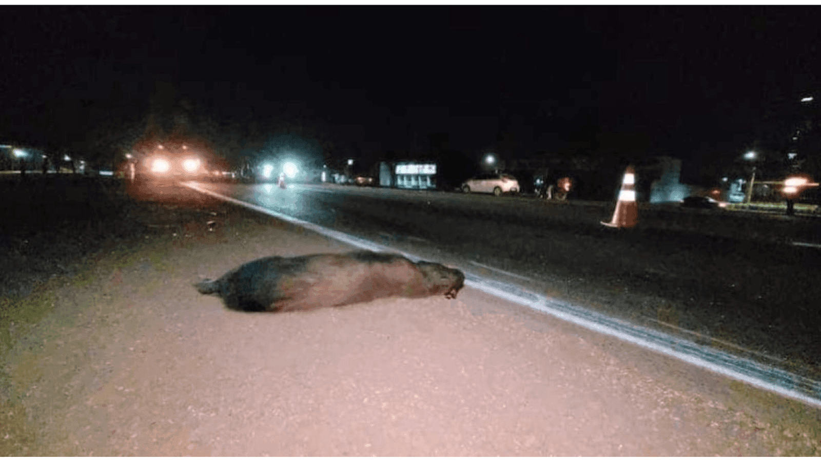 A capivara morreu no local e o motociclista ficou ferido após queda