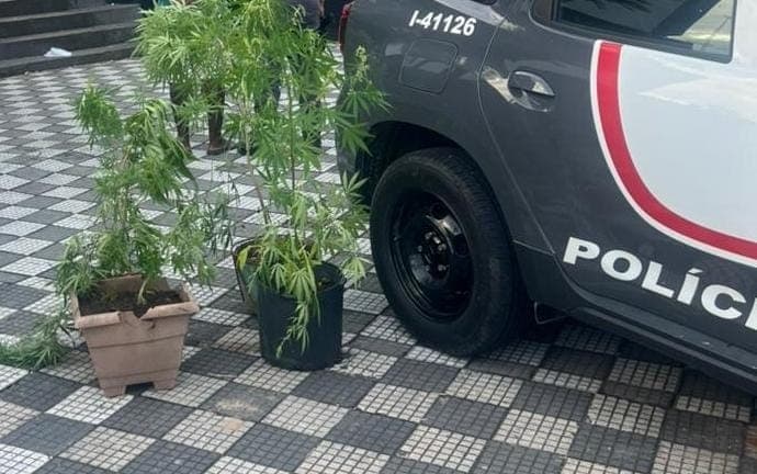 Polícia apreende sete pés de maconha em imóvel em Jacareí