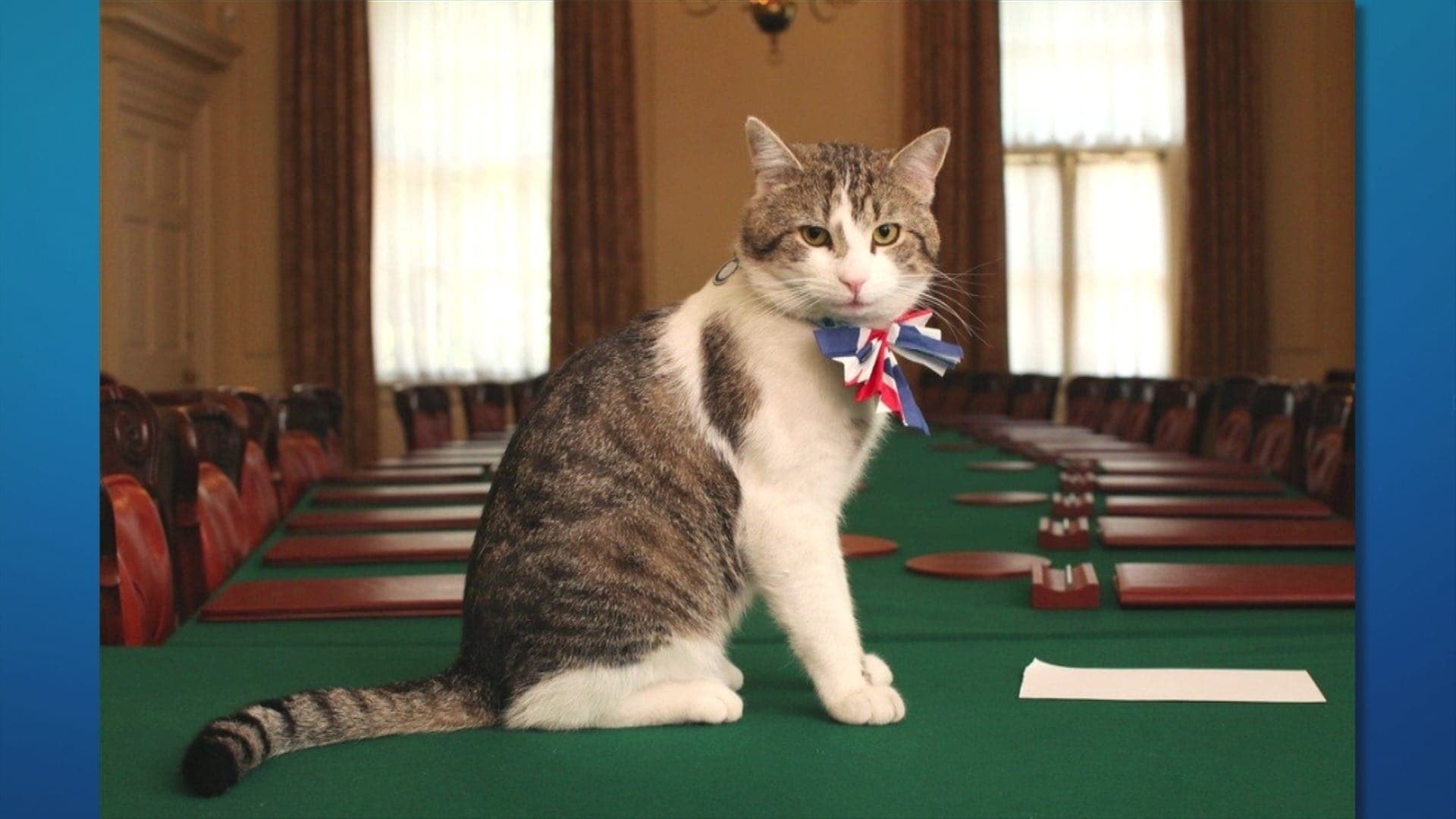Gato Larry completa 15 anos como guardião britânico
