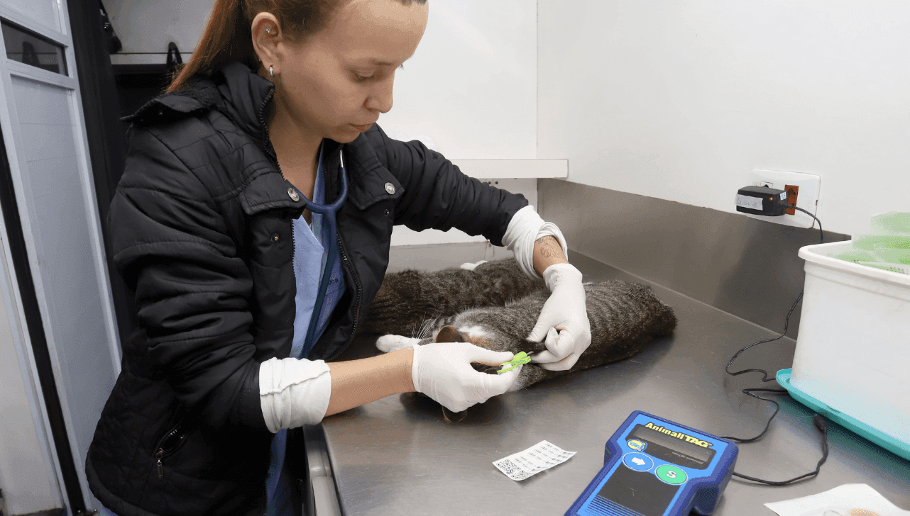 Tutores devem comparecer ao Salão Paroquial Santa Izabel na quinta e sexta-feira para garantir o atendimento de cães e gatos