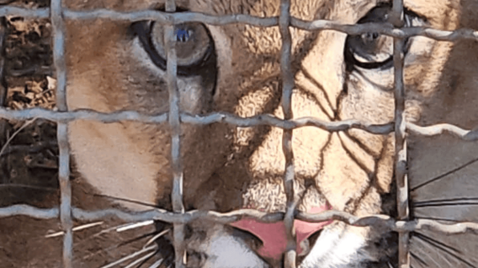O animal foi levado e solto em uma área de preservação