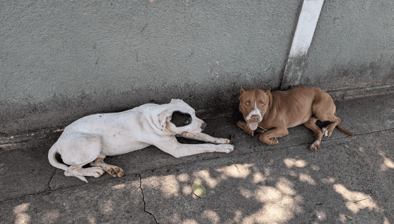 Dois pitbulls são encontrados soltos em avenida de Limeira