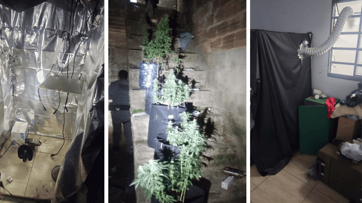 Polícia descobre duas estufas para cultivo de maconha em SJCampos