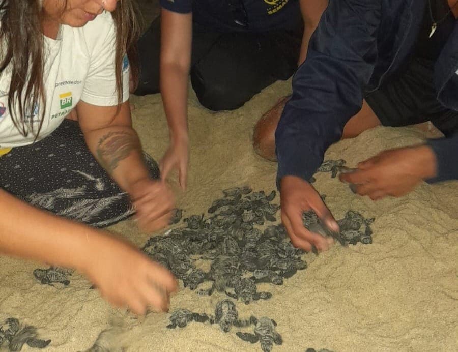 Tartarugas-cabeçudas: ninho com 88 filhotes é encontrado em São Sebastião
