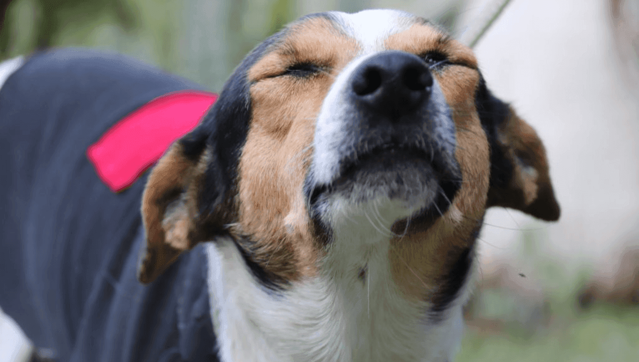 Além de vacinados e castrados, cães e gatos são microchipados