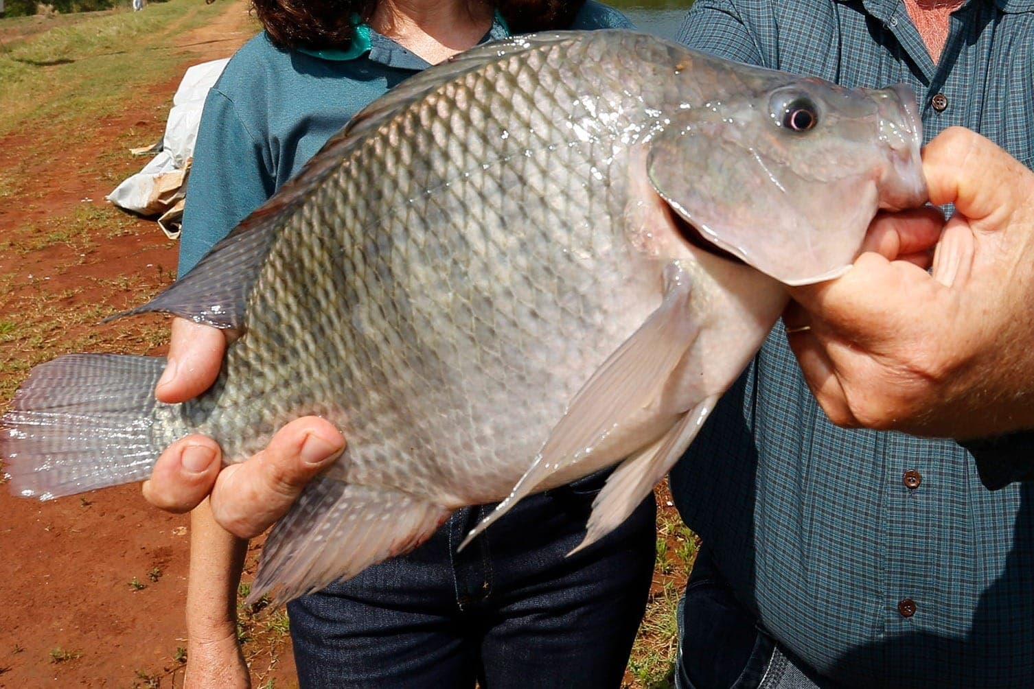 A tilápia é o grande motor da atividade no Paraná e no Brasil.