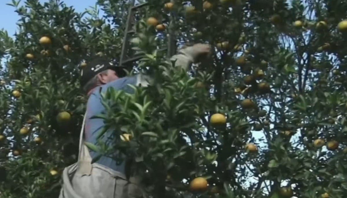 Agro teme perde de eficiência com fim da escala 6x1